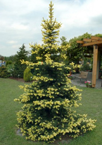    Picea pungens Maigold